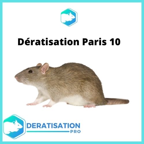 Dératisation-Paris-10