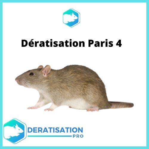 Dératisation-Paris-4