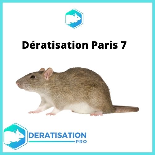 Dératisation-Paris-7
